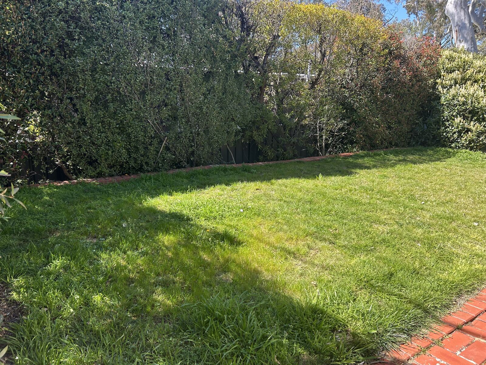 Overgrown Canberra backyard lawn before mowing